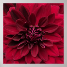 Crimson Red Dahlia Art - Arabiska nattblomman
