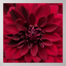 Crimson Red Dahlia Art - Arabiska nattblomman Poster