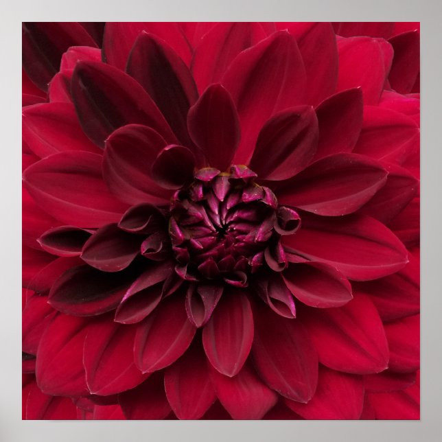 Crimson Red Dahlia Art - Arabiska nattblomman Poster (Framsidan)