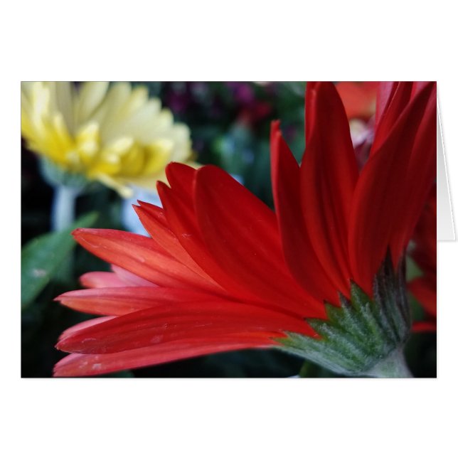 Crimson Red Gerbera Daisy Flower Close Photo Hälsningskort (Framsidan Horizontal)