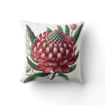 Crimson Red Waratah Australian Native Flower