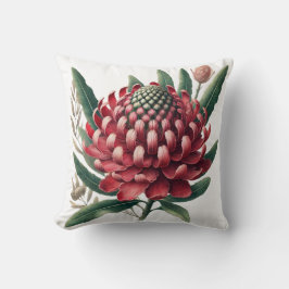 Crimson Red Waratah Australian Native Flower Kudde