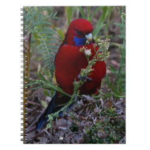 Crimson Rosella Anteckningsbok