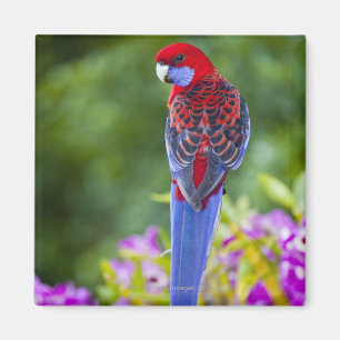Crimson Rosella & bakgrund av orchids Lamington Magnet