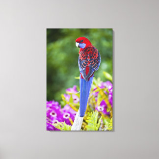 Crimson Rosella & bakgrundsdroppar av orchids Lami Canvastryck