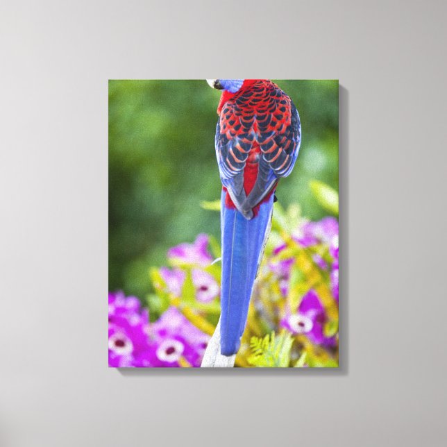 Crimson Rosella & bakgrundsdroppar av orchids Lami Canvastryck (Framsida)