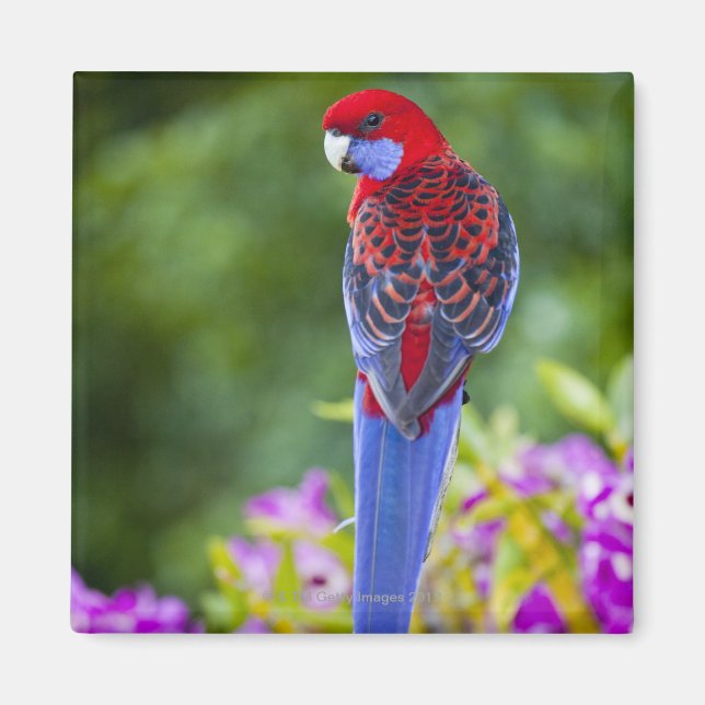 Crimson Rosella & bakgrundsdroppar av orchids Lami Magnet (Framsidan)