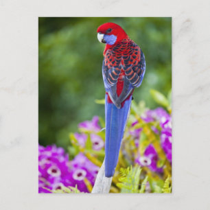 Crimson Rosella & bakgrundsdroppar av orchids Lami Vykort