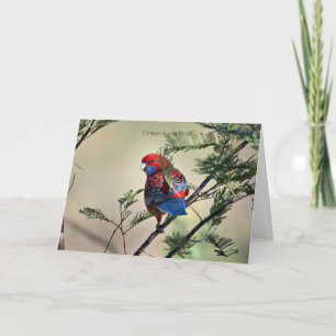 Crimson Rosella Parrot Kort