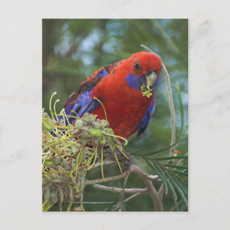 Crimson Rosella Vykort