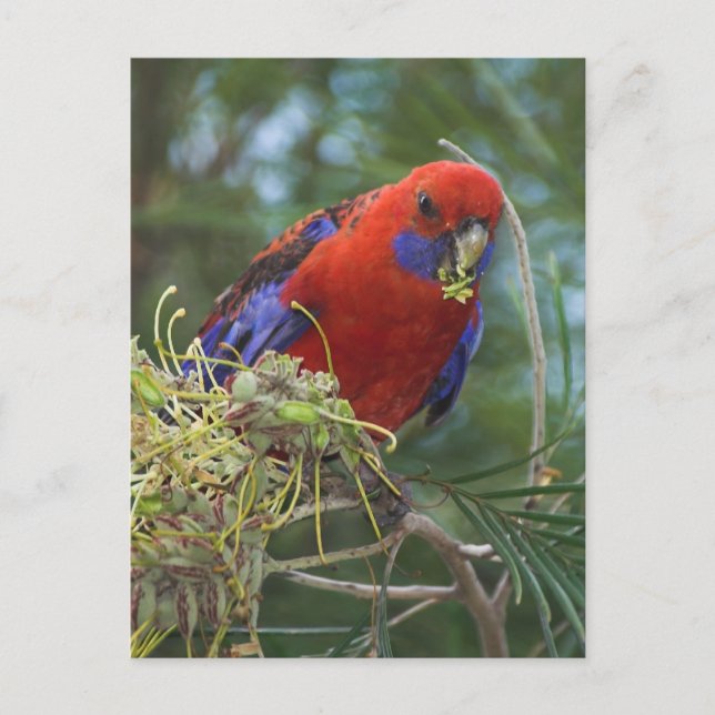 Crimson Rosella Vykort (Framsida)