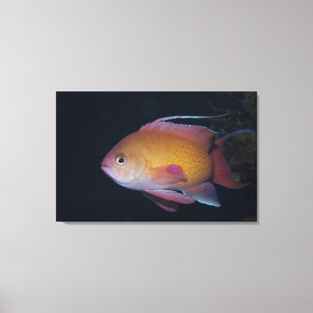 Crimson Seabream Canvastryck (Framsida)