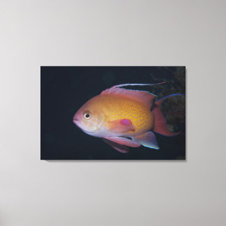 Crimson Seabream Canvastryck