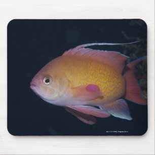 Crimson Seabream Musmatta
