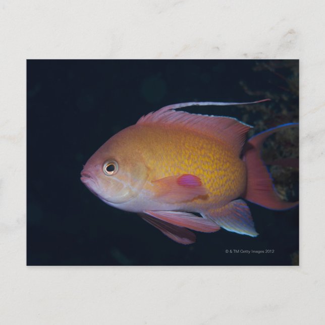 Crimson Seabream Vykort (Framsida)