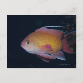 Crimson Seabream Vykort