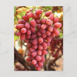 Crimson Seedless Graps Vykort