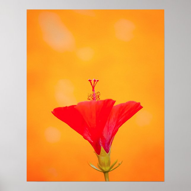 Crimson Serenity Poster (Framsidan)