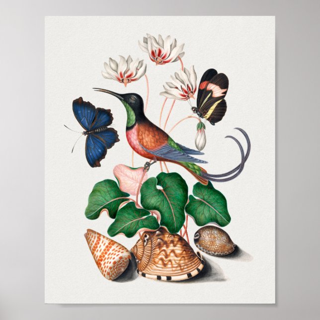 Crimson Topaz Hummingbird Poster (Framsidan)