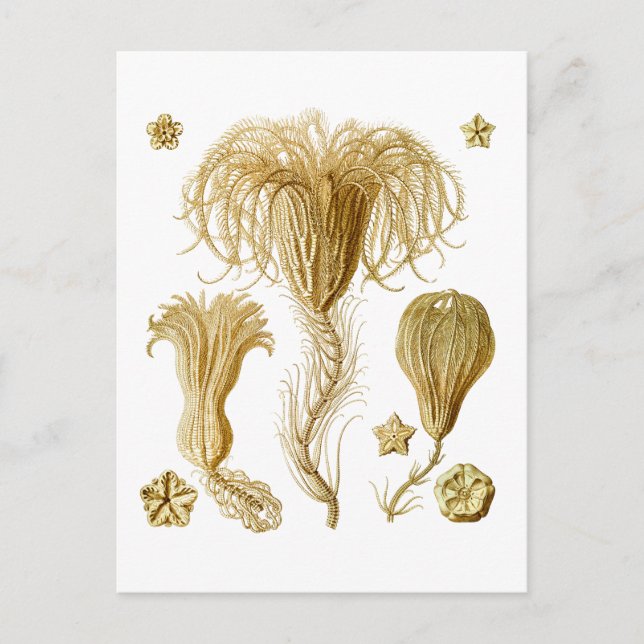 Crinoids Vykort (Framsida)