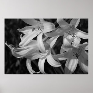 Crinum Black & White Poster