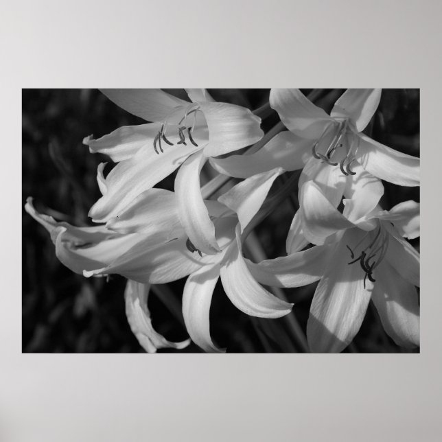 Crinum Black & White Poster (Framsidan)