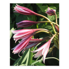 Crinum Lily på 11 tum x 14 tum Fototryck