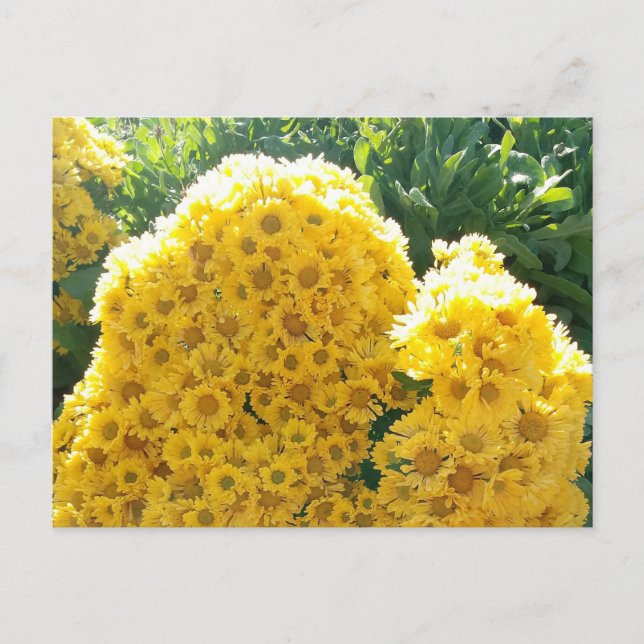 Crisantemos amarillos a la luz del sol vykort (Framsida)