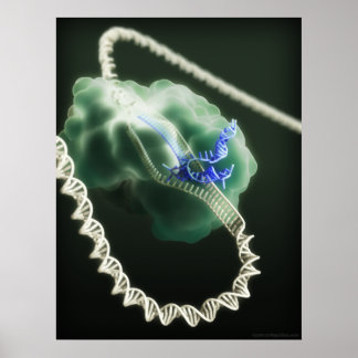 CRISPR-Cas9-komplex i arbete Poster