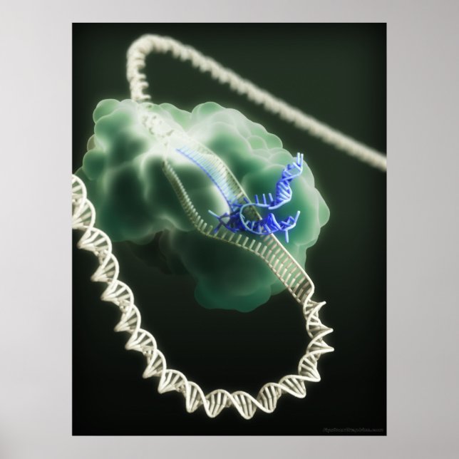 CRISPR-Cas9-komplex i arbete Poster (Framsidan)