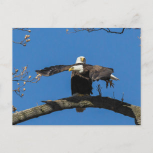 Criss Kor Eagles Vykort