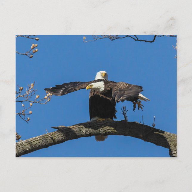 Criss Kor Eagles Vykort (Framsida)