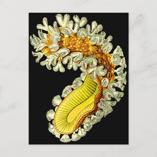 Cristatella mucedo vykort (Framsida)