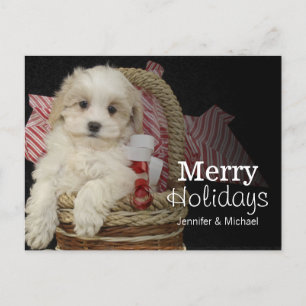Cristmas Malti-poo puppy sitta i basket Helg Vykort