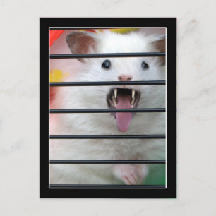 Critter är ett Elak Hamster Vykort