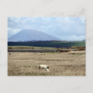 Croagh Patrick vaktar över flocken Vykort