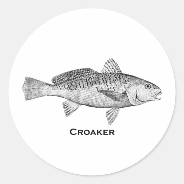 Croaker Fish Runt Klistermärke (Framsida)