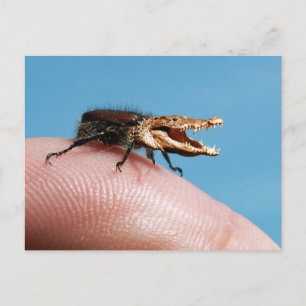 Crocobug Vykort