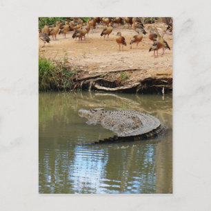 CROCODILE QUEENSLAND AUSTRALIA VYKORT