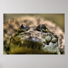Crocodylus Moreletii närbild Poster