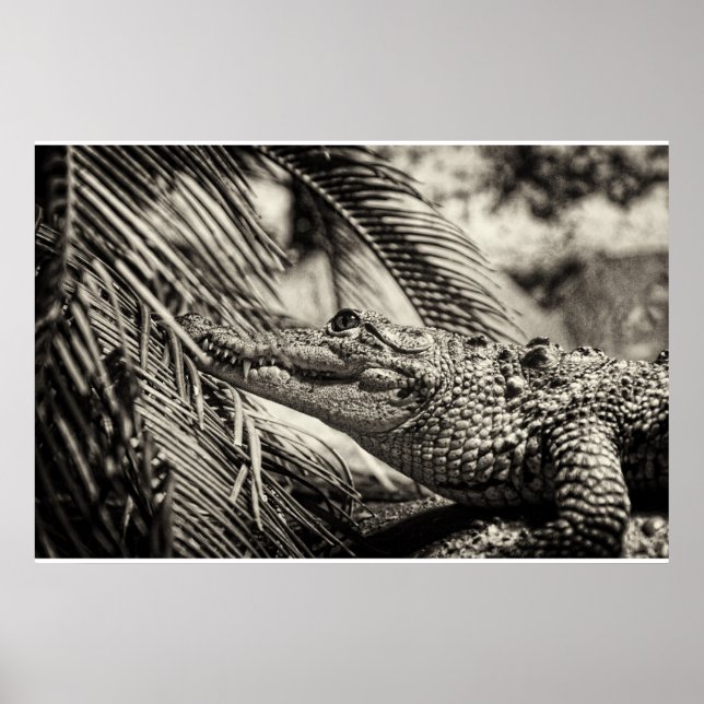 Crocodylus Moreletii Poster (Framsidan)