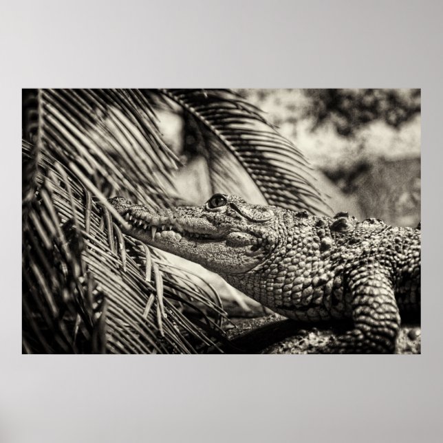 Crocodylus Moreletii Poster (Framsidan)