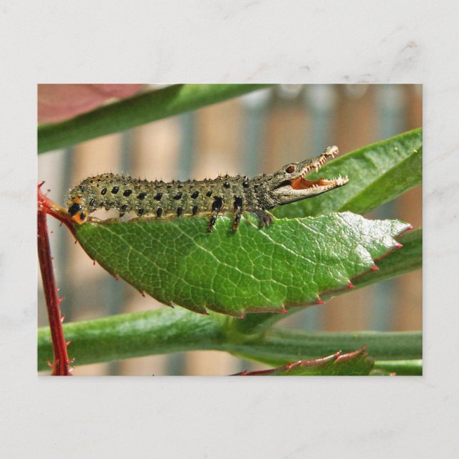 Crocopillar-vykort Vykort (Framsida)
