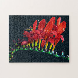 Crocosomia Lucifer Montbretia Blomma Pussel