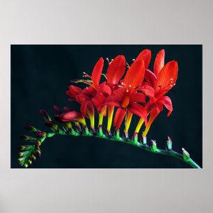 Crocosomia Lucifer Montbretia Blommigt Poster