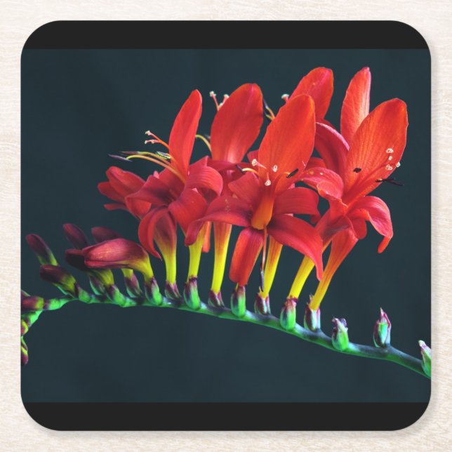 Crocosomia Lucifer Montbretia Blommigt Underlägg Papper Kvadrat (Framsidan)