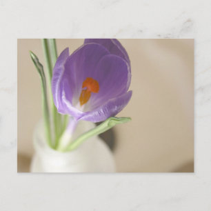 Crocus Arrangemang Vykort
