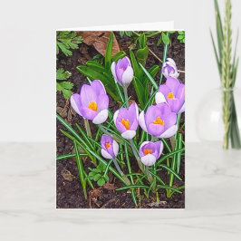 Crocus Blomma Glad Påsk Kort
