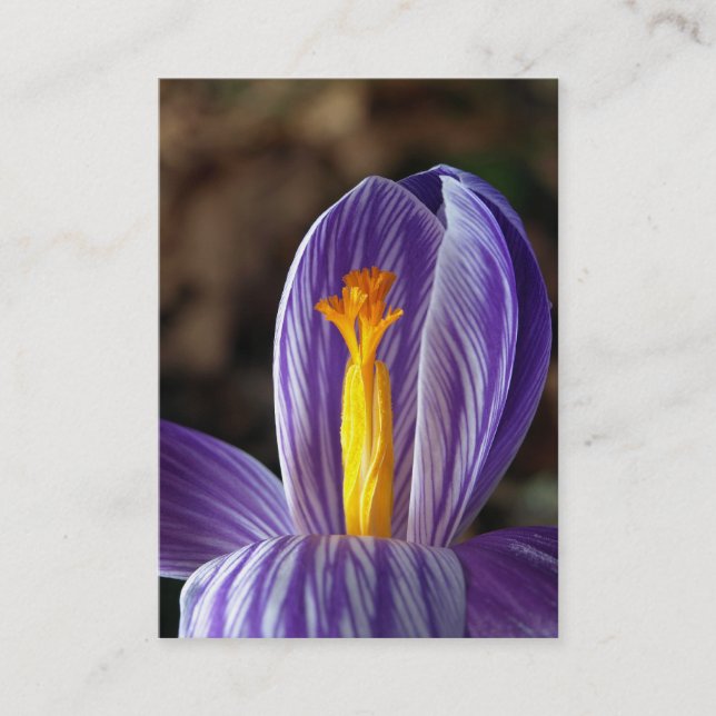 Crocus Blommar - Affärskort Visitkort (Framsida)