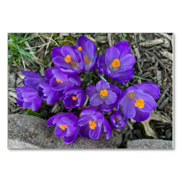 Crocus blommar anpassade läskort bordsnummer
